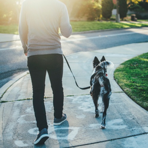 Man walking his dog on a sidewalk